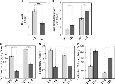Integrated multi-omics reveals the molecular mechanisms underlying efficient phosphorus use under phosphate deficiency in elephant grass (Pennisetum purpureum)